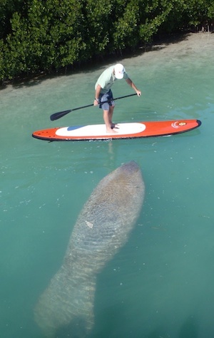 You never know what you might see on a paddleboard.  Image: The Kayak Shack
